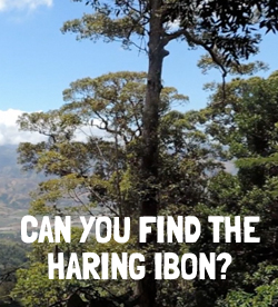 Can you find the Haring Ibon?